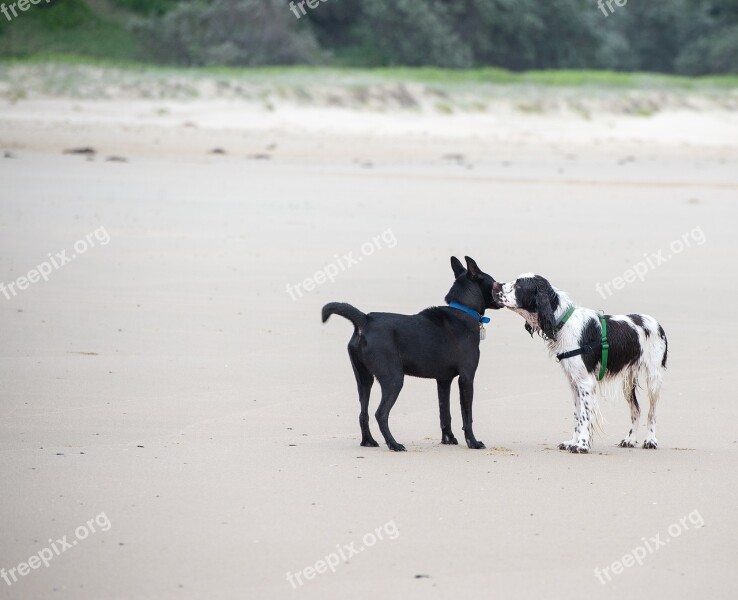 Dogs Beach Offlead Springer Kelpie