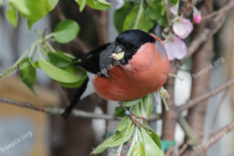 Bullfinch Gimpel Bird Nature Songbird