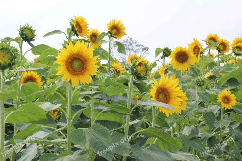 Sunflowers Plants Yellow Flower Flowering