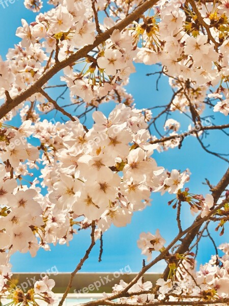 Flowers Cherry Blossom Pink Spring Wood