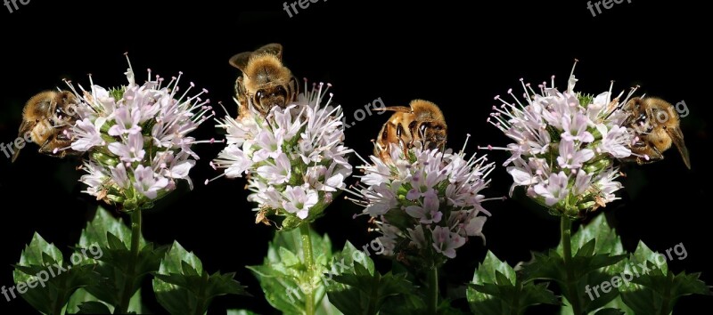 Bees Insects Pollen Mint Flowers