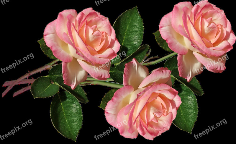 Roses Flowers Perfume Garden Nature