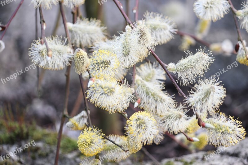 Willow Catkin Blossomed Inflorescence Plant Spring