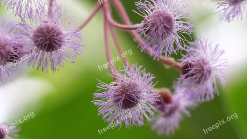 Flowers Lilac Spring Flower Purple