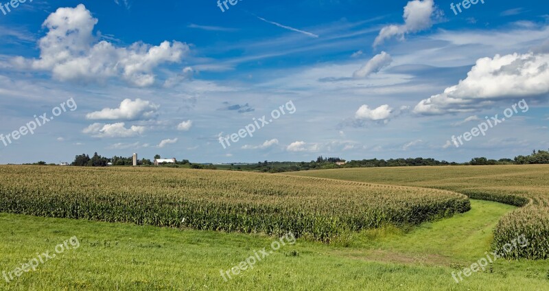 Iowa Corn Cornfield Landscape Farm