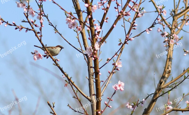 Sparrow Birds Tree Flowers Rest