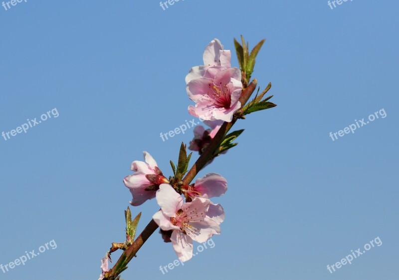 Flower Pink Tree Casey Spring