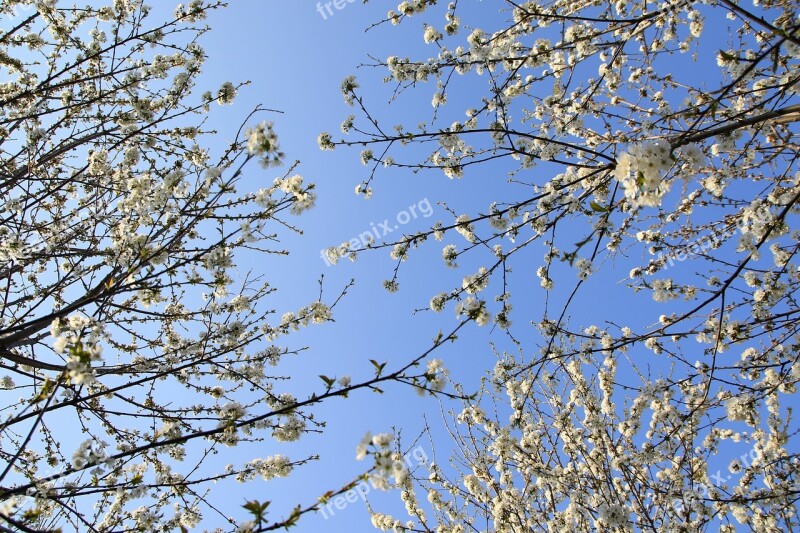 Flowers White Casey Tree Spring