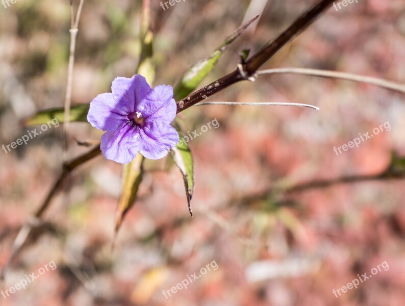 Purple Flower Ruella Close Up Bloom Flower