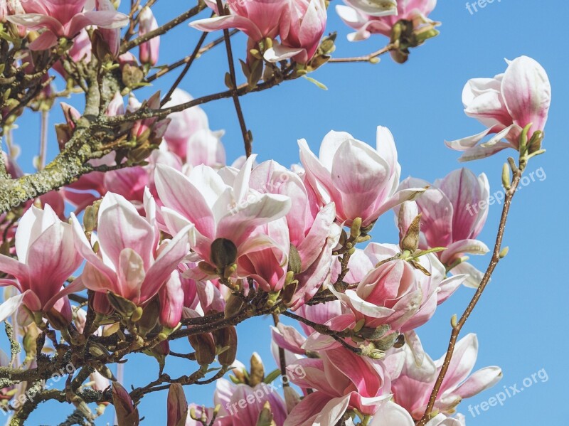 Magnolia Blossom Bloom Spring Nature