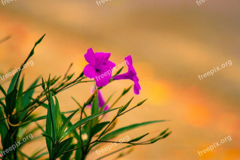 Flower Plant Dawn Nature Free Photos