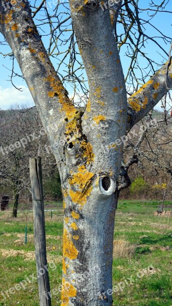 Tree Bark Moss Tribe Log