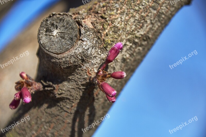 Cherry Flower Spring Branch Flowering