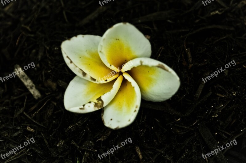 Flower Jasmine White Beautiful Contrastm