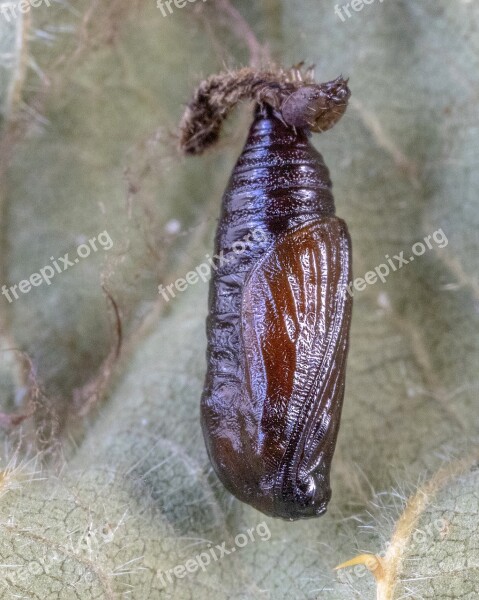 Grey-pug-moth Pupa Brown Shiny Metamorphosis