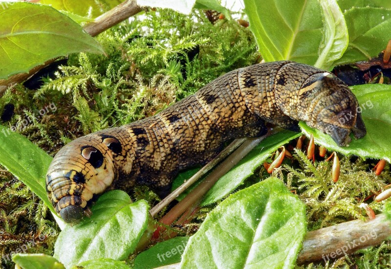 Elephant-hawk-moth Larva Caterpillar Insect Nature