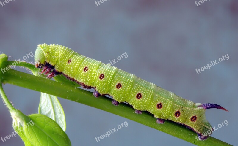 Broad-bordered-bee-hawkmoth Larva Caterpillar Insect Nature