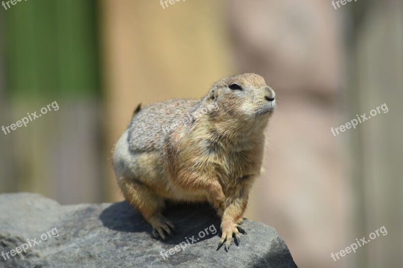 Marmot Zoo Cute Happy Adorable