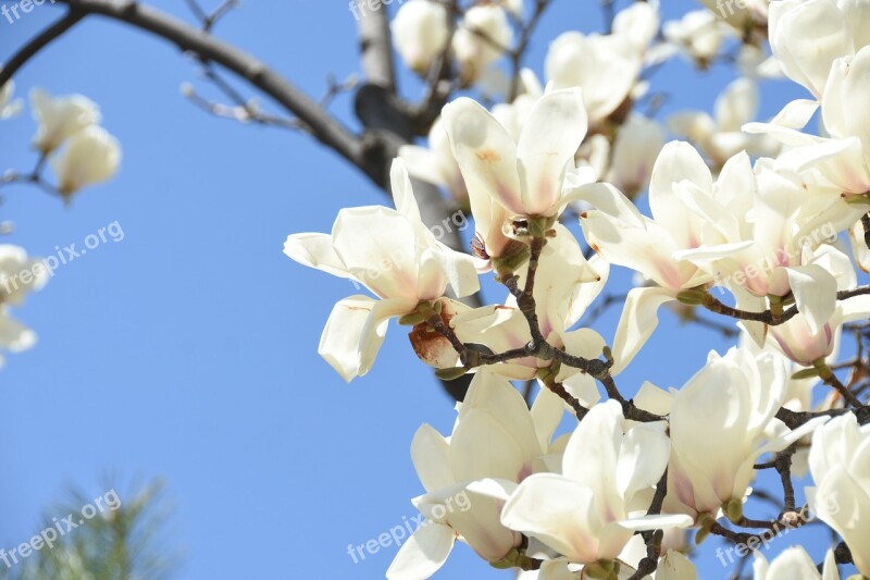 White Magnolia White Flower Beautiful Spring Flowers