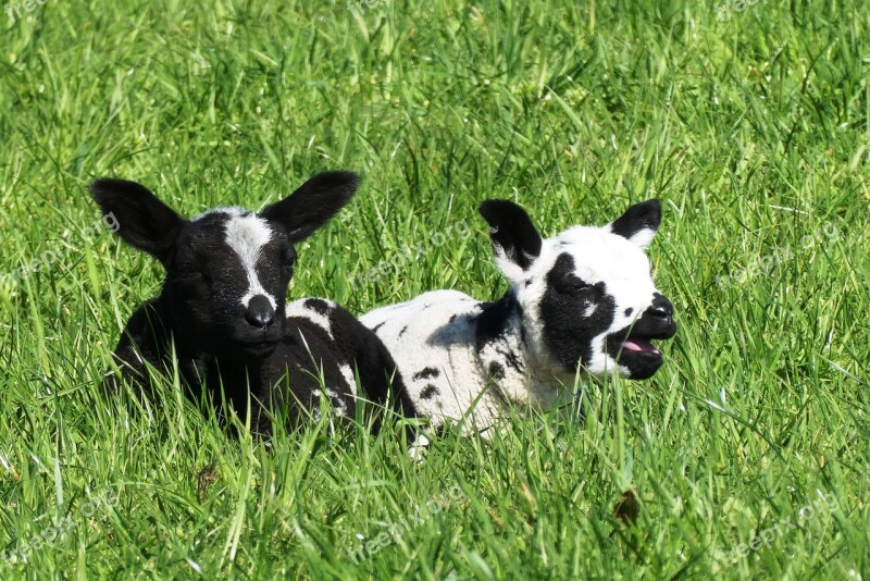 Lambs Spring Nature Sheep Animals