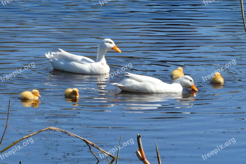 White Frog If You Like White Duck Boy Pair Young Ducks