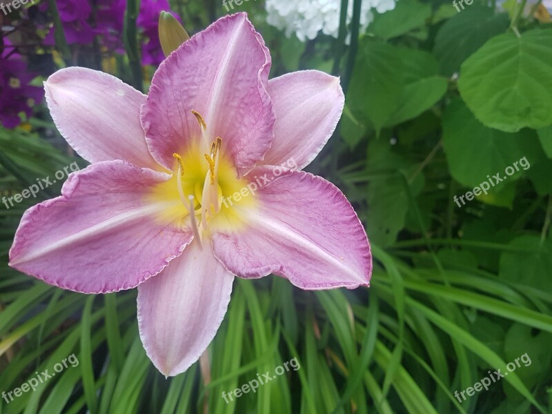 Pink Flowers Nature Spring Love Garden