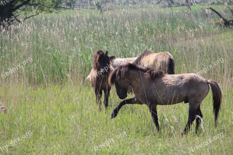 Oostvaardersplassen Wild Horses Horses Nature Wild