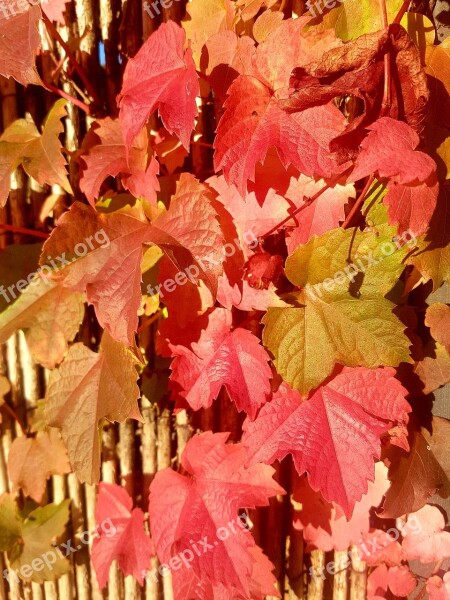 Muurplant Wall Plants Red Leaves Red Leafs Free Photos