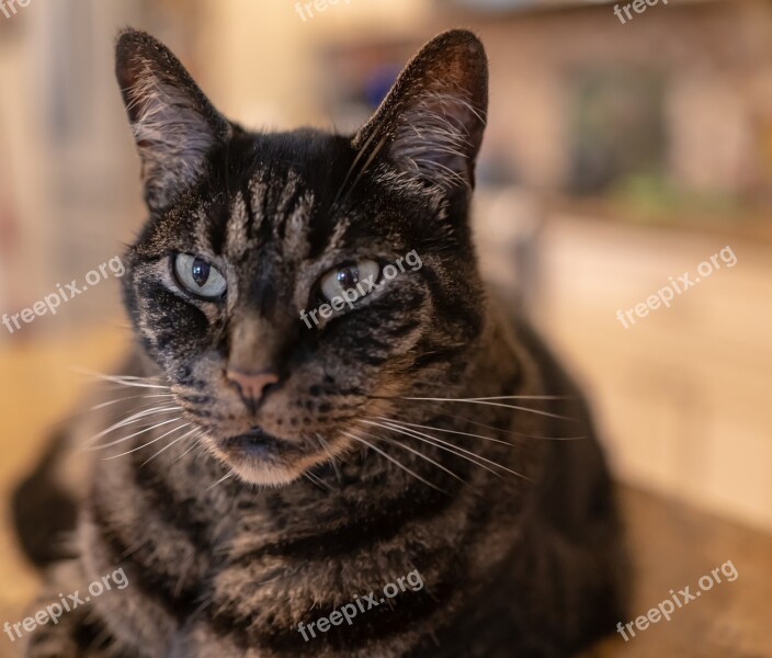 Cat Tabby Close Up Pet Animal