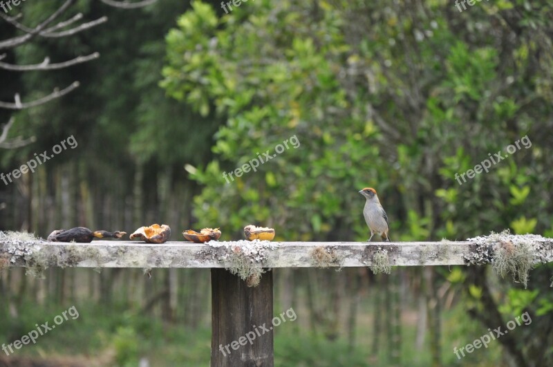 Bird Countryside N Nature Free Photos