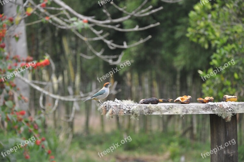 Bird Countryside Nature Animal Free Photos