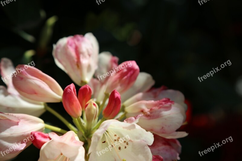 Apple Blossom Spring Blossom Bloom Tree