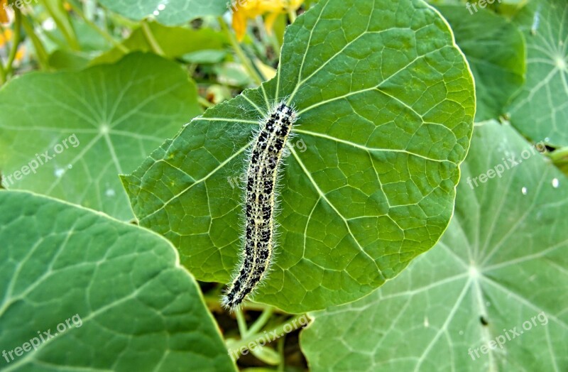 Caterpillar Insect Green Macro Larva