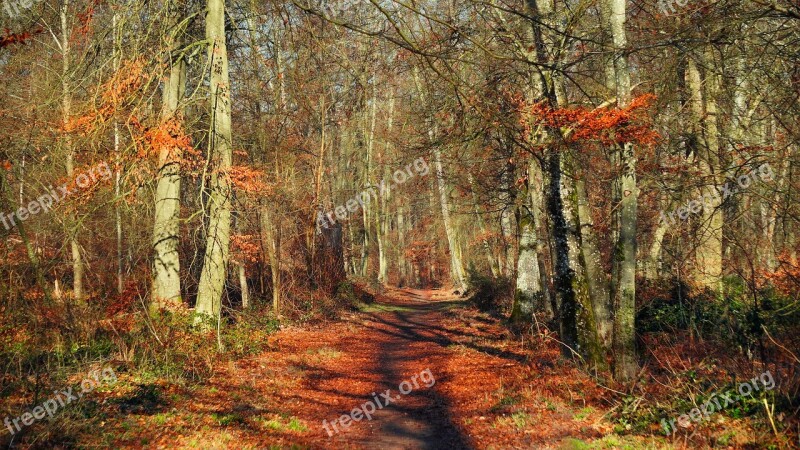 Forest Fontainebleau France Path Nature