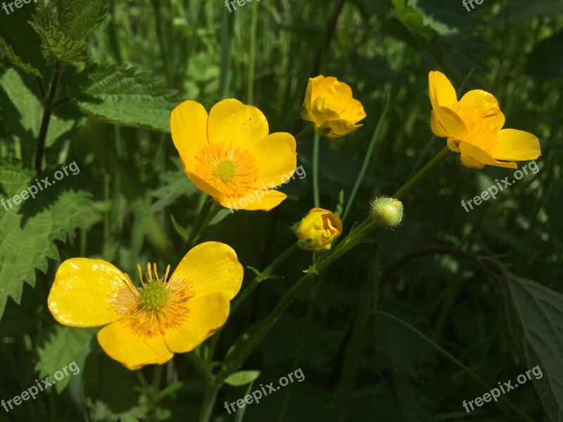 Buttercup Flower Nature Meadow Summer