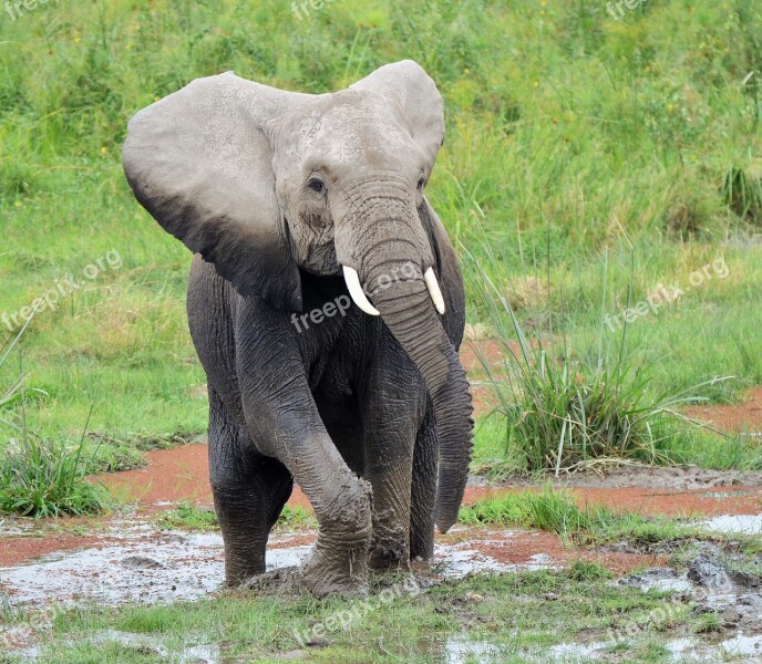 Elephant Wildlife Africa Tusks Free Photos