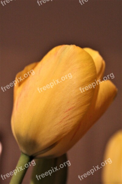 Tulip Yellow Blossom Bloom Spring