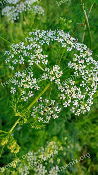 Flower Nature Forest Flor Naturaleza