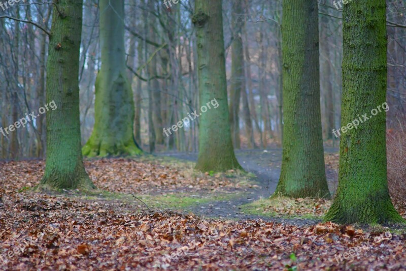 Forest Trees Leaves Green Autumn