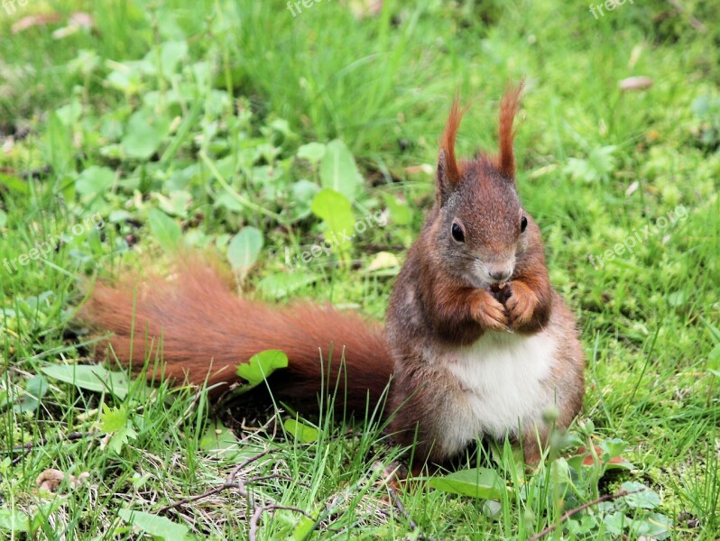 The Squirrel Rodent Rusty Animal Mammal