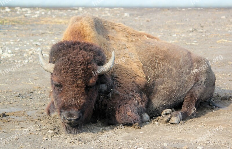 Bison Buffalo American Prairie Lying