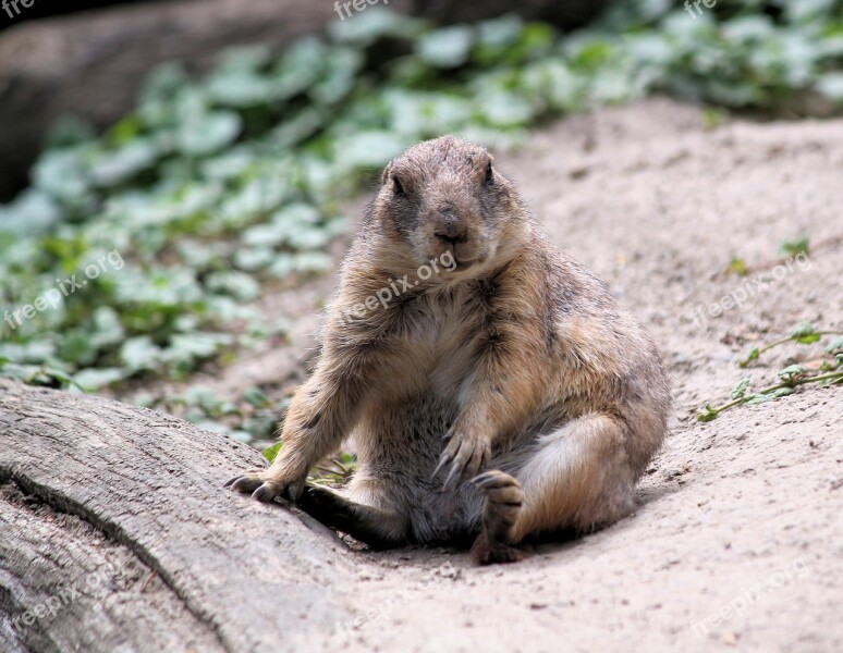 Prairie Dogs Prériový Rodent Cub Sitting