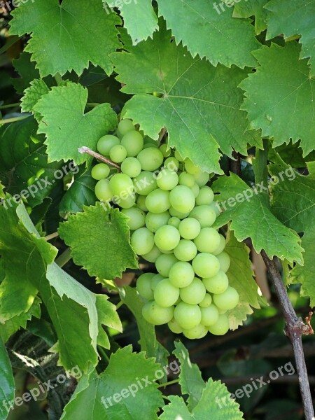 Fruit Grapes Green Bunch Free Photos