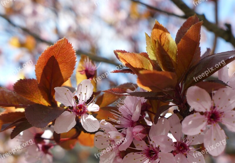 Cherry Blossoms Spring Pink Tree Branch