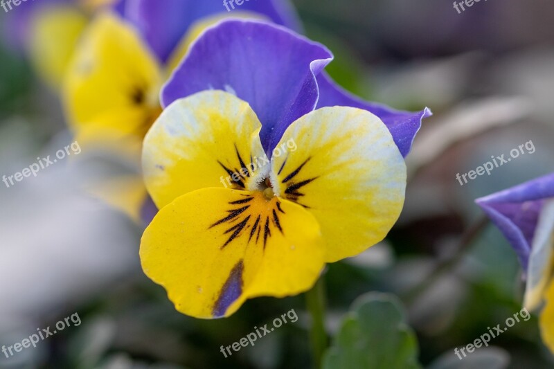 Macro Flower Nature Plant Blossom