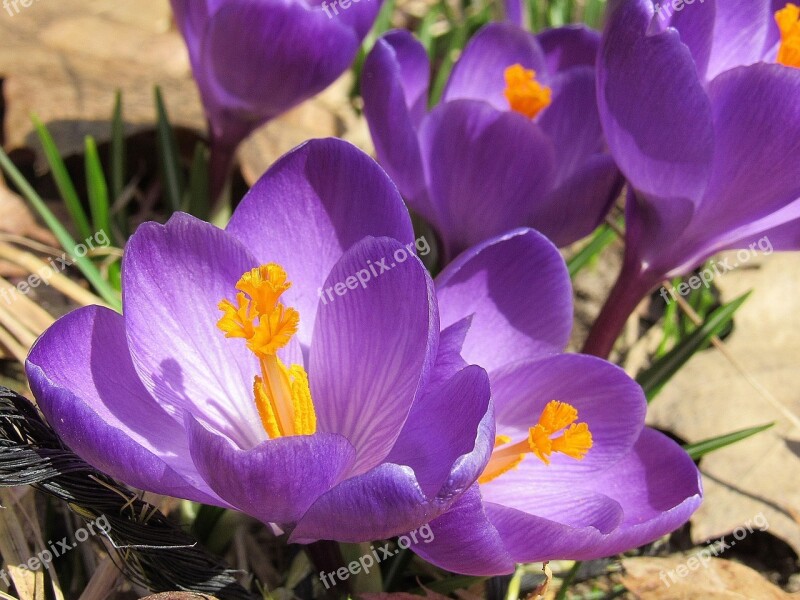 Crocus Flowers Bloom Purple Spring