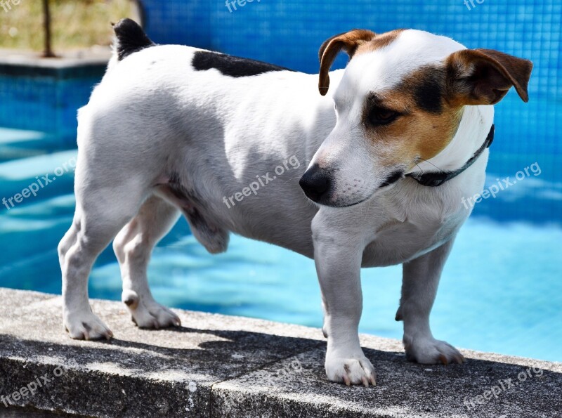 Jack Russell Terrier Dog Canine Hound