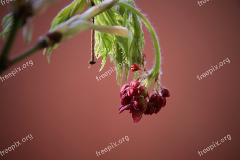 Maple Blossom Maple Bud Maple Red Blossom