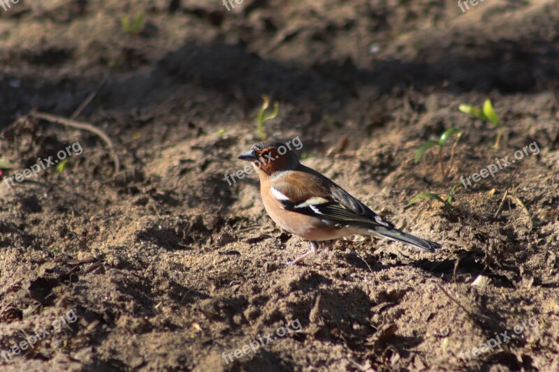 Chaffinch Fink Bird Songbird Feather