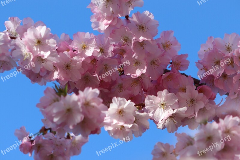 Flowers Cherry Blossom Pink Spring Ornamental Cherry